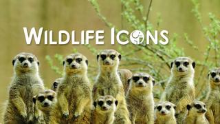 Wildlife Icons