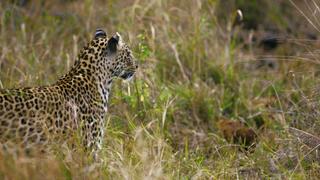 Africa's Big Cats