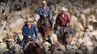 The Three Wise Cattlemen