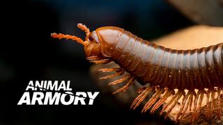 Animal Armory
