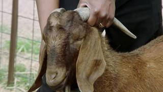 No Goats, No Glory