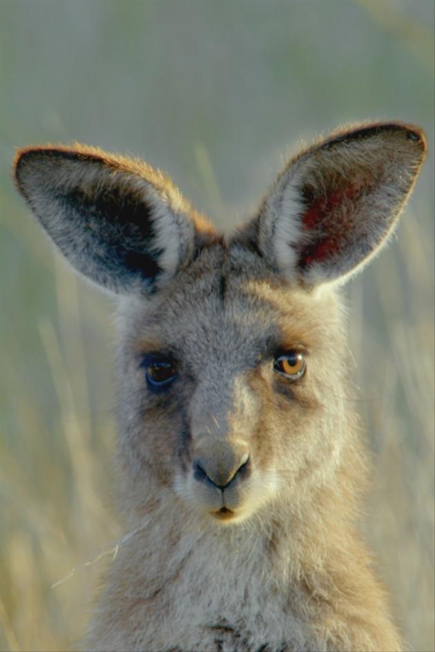 Secret Life of the Kangaroo