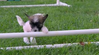 Super Pups: Pint Sized