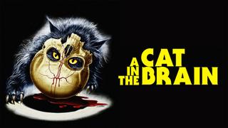 A Cat in the Brain