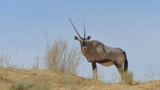 Springbok & Impala: Life in the Herd