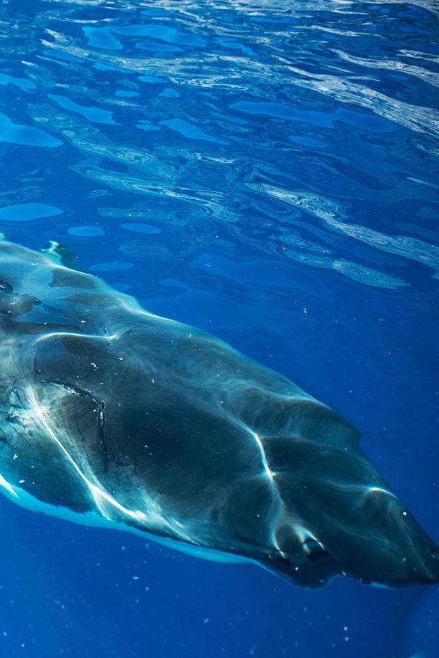 Jaws of the Deep