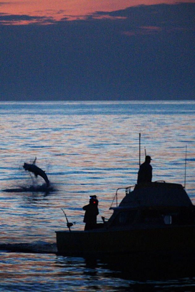 Return of the Monster Mako