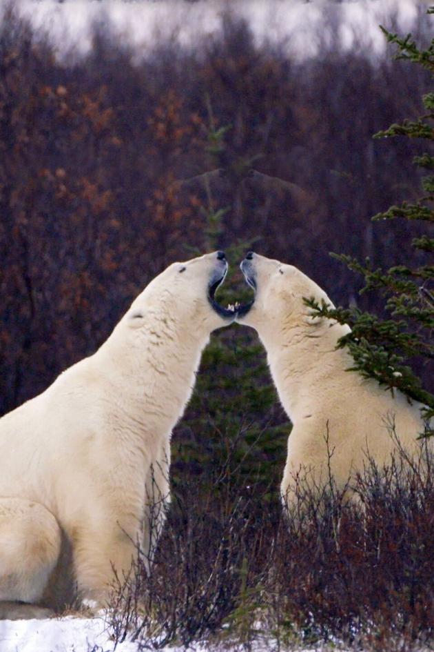 Arctic Secrets