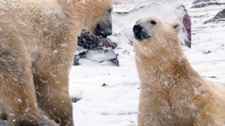 Devon Island: Land of Ice