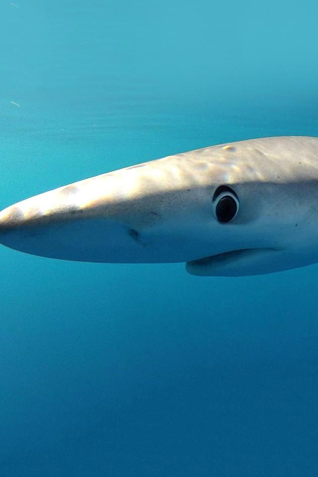 Shark Man