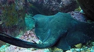 Stingray
