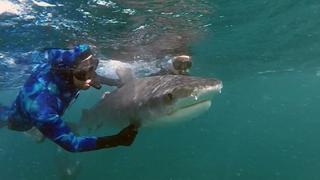 WA Shark Cull