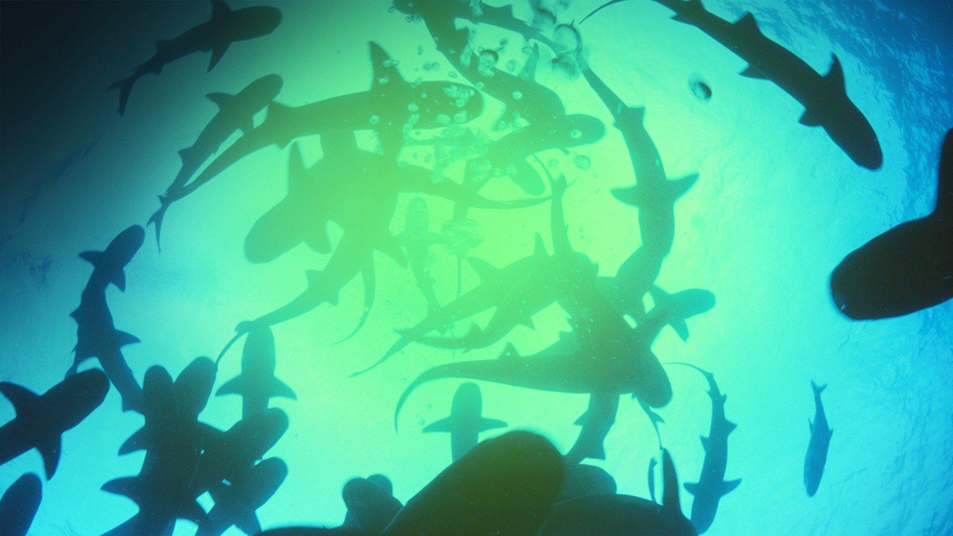 Nuclear Sharks on Philo