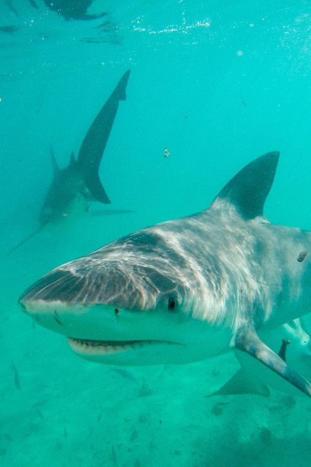 Jungle Shark