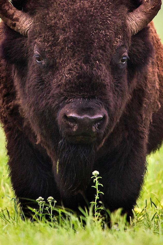The Last Buffalo