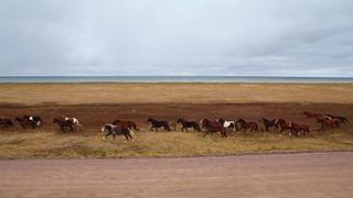 Horses of St. Pierre & Miquelon