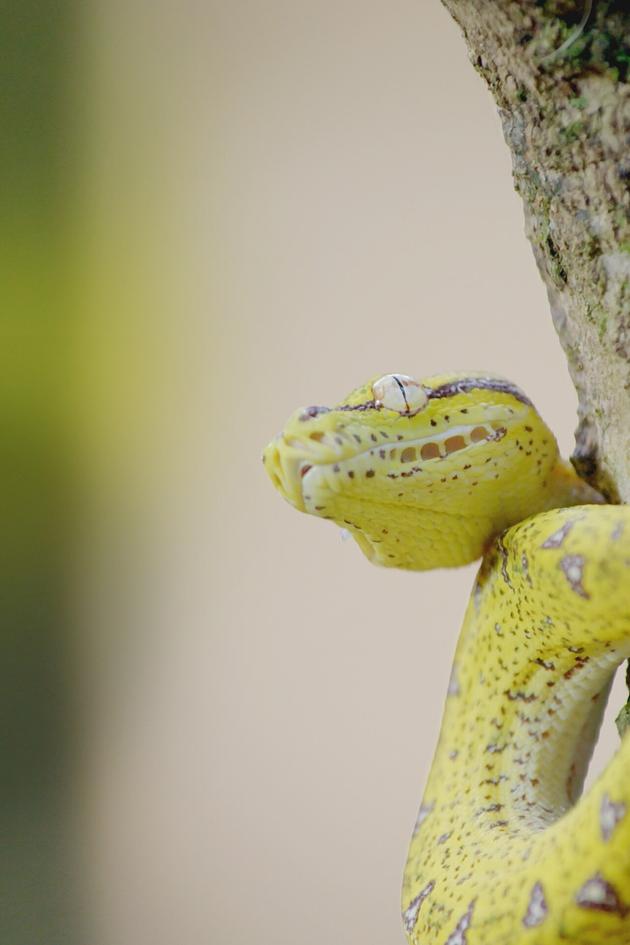 Secrets of Wild Australia