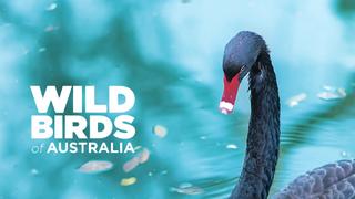 Wild Birds of Australia