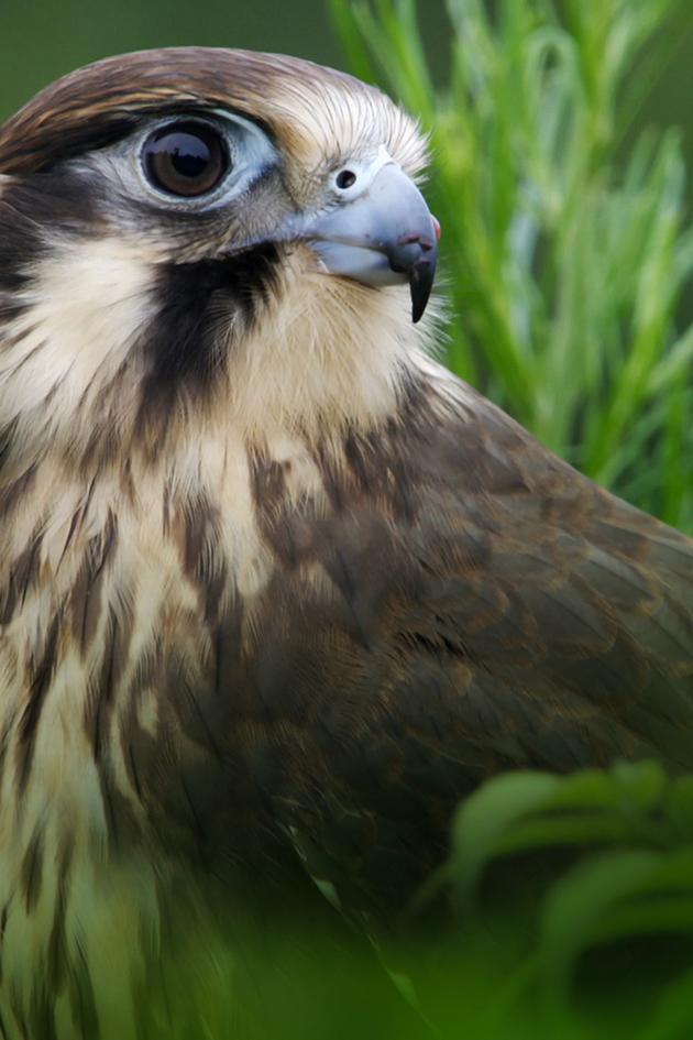 Wild Birds of Australia