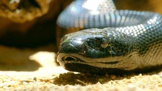 Secret Life of Snakes