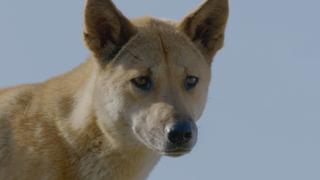 Secret Life of the Dingo