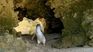 The Little Penguin