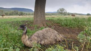 Secret Life of the Emu