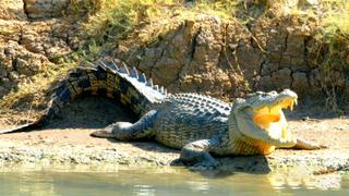 Secret Life of the Crocodiles