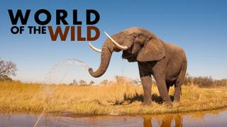 World of the Wild