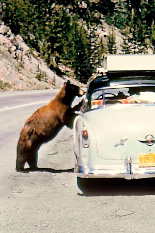 America's National Parks at 100