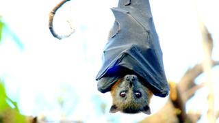 Secret Life of the Flying Fox