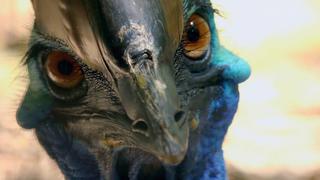 The Feathering Nest