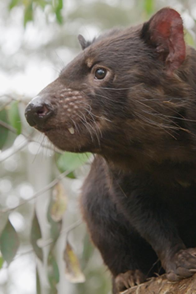Secret Life of the Tasmanian Devil
