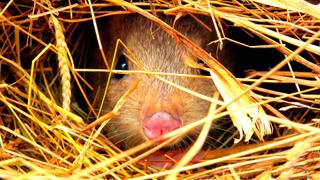 Secret Life of Mini Marsupials