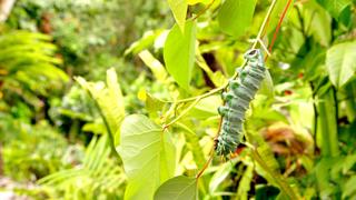 Secret Life of Bugs & Butterflies