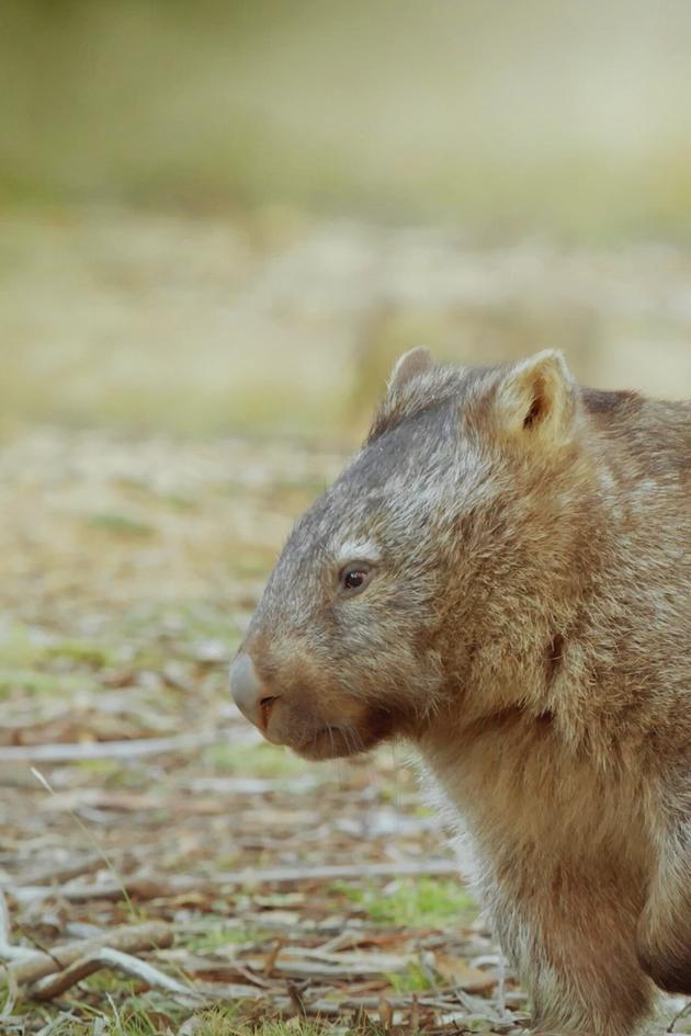 Secret Life of the Wombat
