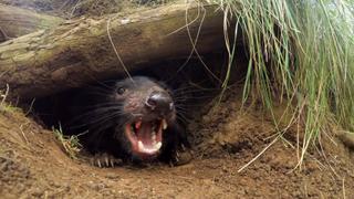 Wombat Wood