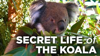 Secret Life of the Koala