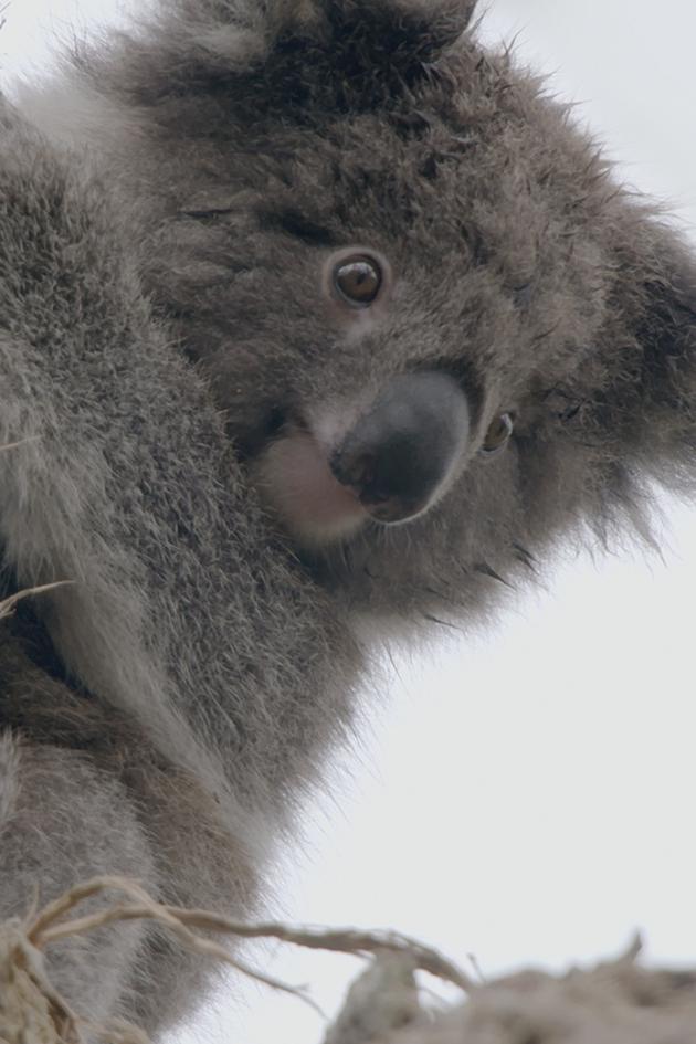 Secret Life of the Koala