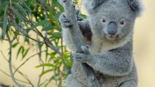 Koala Country