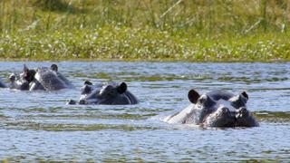 The Kalahari