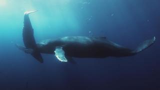 Whales
