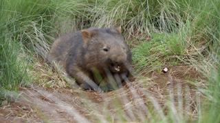 Joey's Journey Joey's Journey