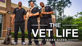 The Vet Life: Texas-Sized