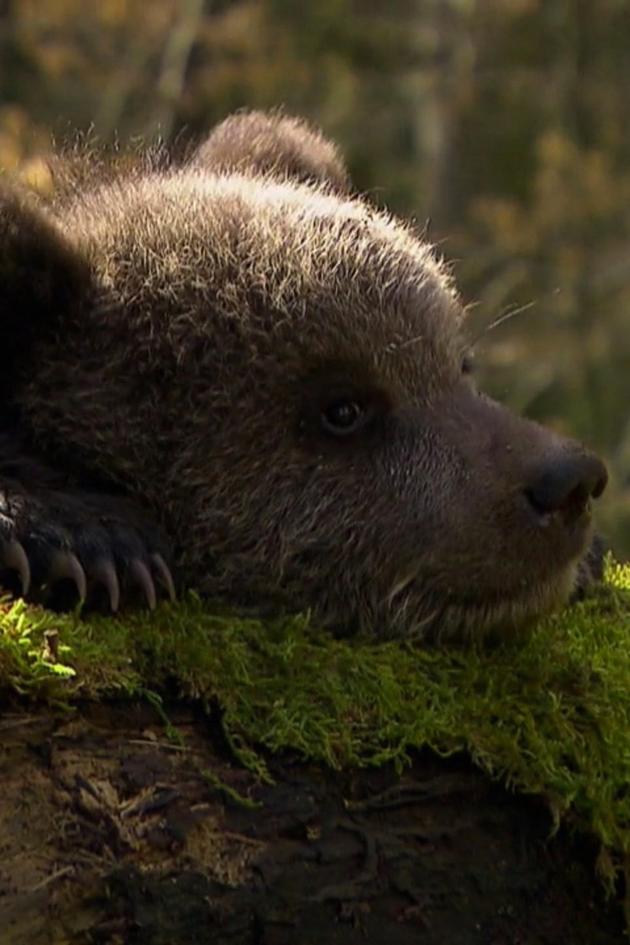 Beary Tales
