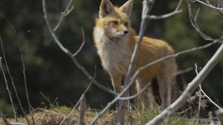 Foxes