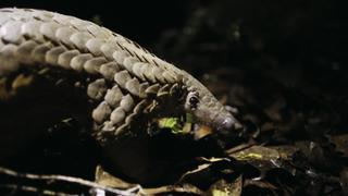 Poaching Pangolin