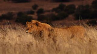 Tracking Lions