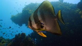 Manta Mystery