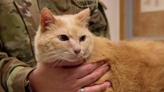 Battling FIV